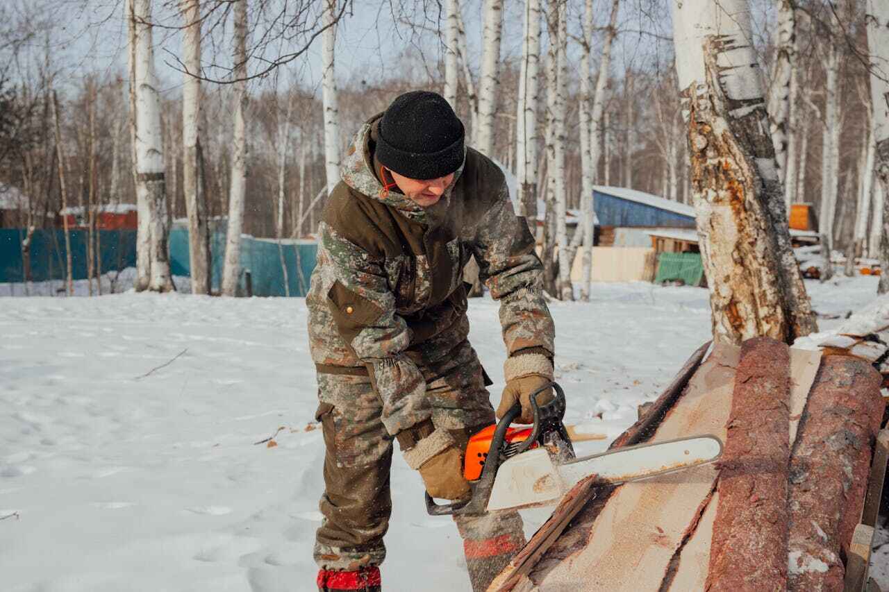 Best Tree Removal Near Me  in Ludington, MI